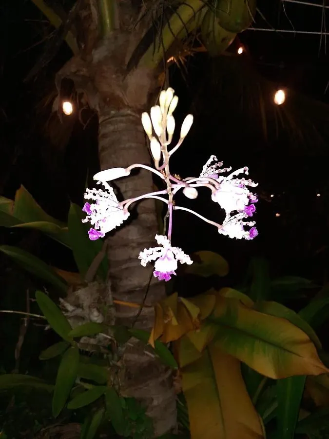 Inn Posada Ixchel Xul-Ha